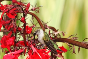 Hummingbird Giving Thanks